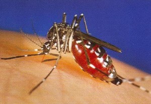 Mosquito_West_Nile_Virus