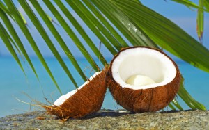 Coconut-and-palm1